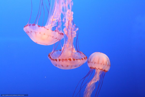 Медузы Танганьика