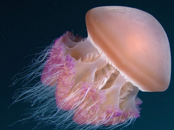 Сцифоидные медузы