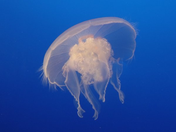 Медузы Cnidaria