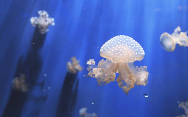 Медуза цианея гигантская