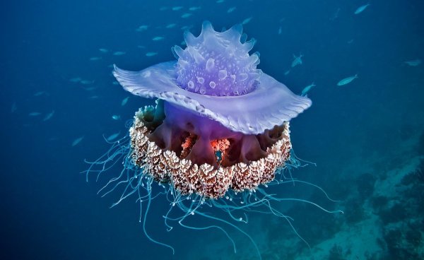 Фантастический подводный мир