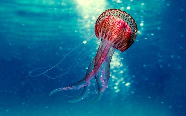 Бокаловидные медузы