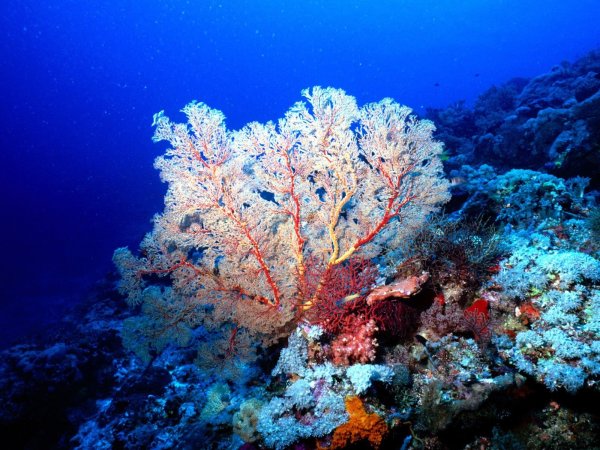 Коралл морской веер