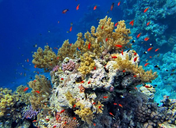 Кораллы Средиземного моря