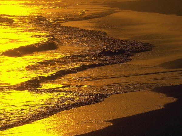 Золотистое море