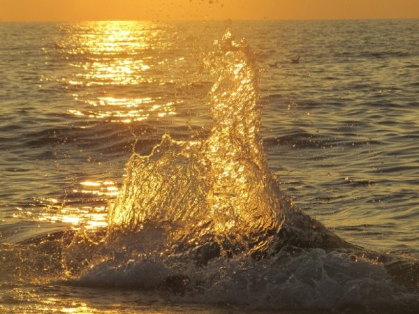 Золотая волна