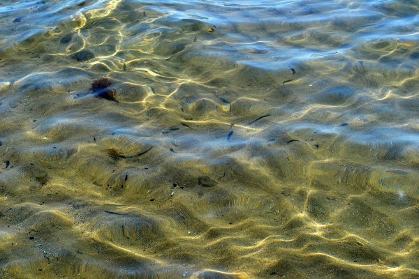 Дно на пляже золотые Пески