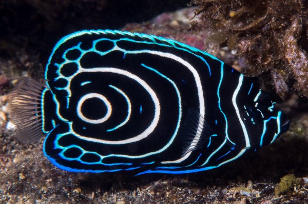 Помакантус Император