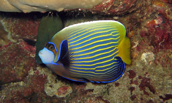 Императорская рыба-ангел Pomacanthus Imperator