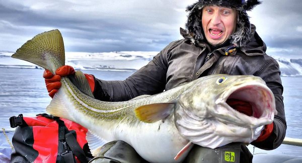 Треска Баренцева моря