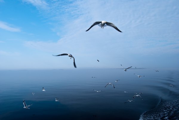 Птицы над морем