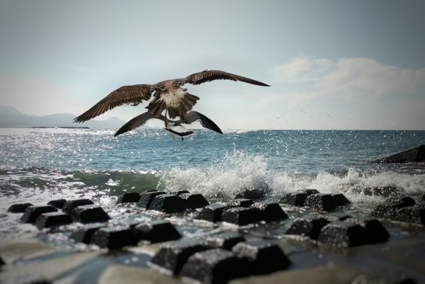 Птицы побережий