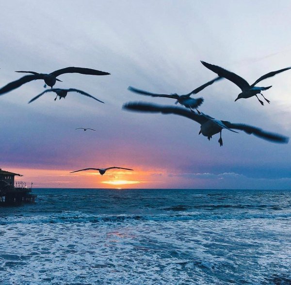 Птицы над морем