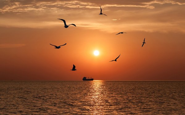 Стая птиц над морем