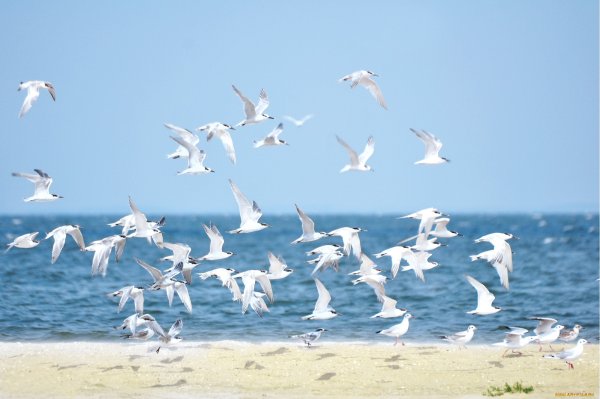 Море, Чайки