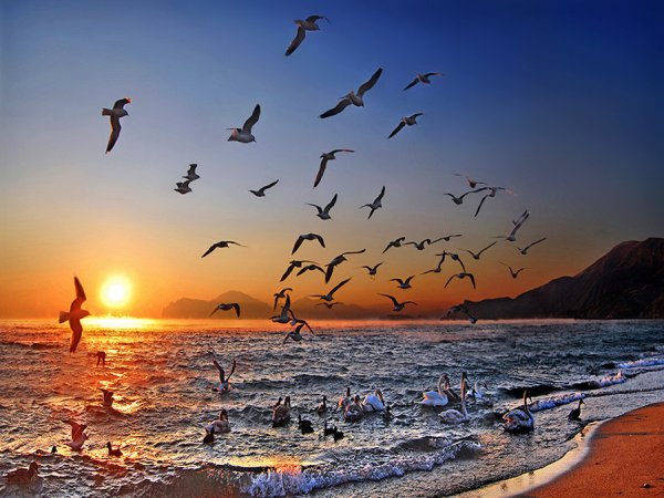 Море, Чайки