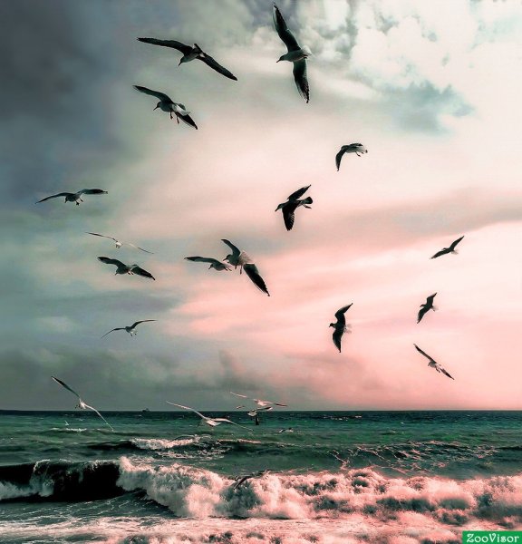 Чайки над морем