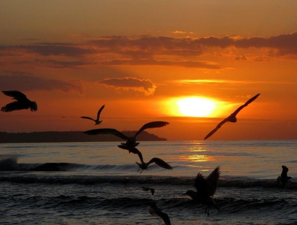 Море Чайки закат