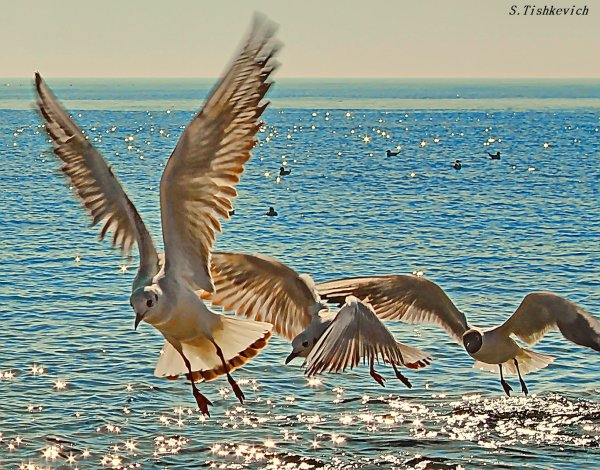 Куршская коса птицы