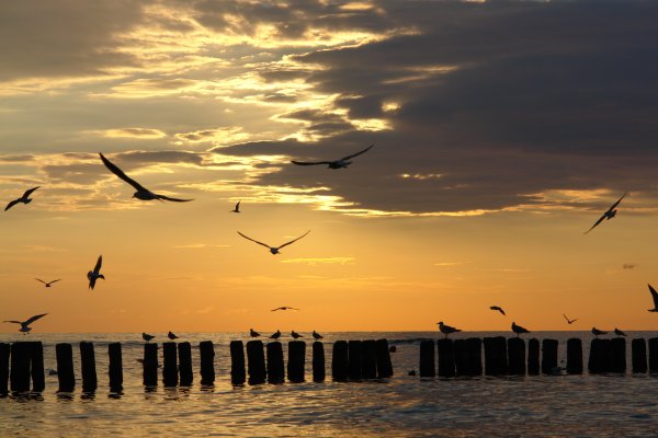 Птицы вдали