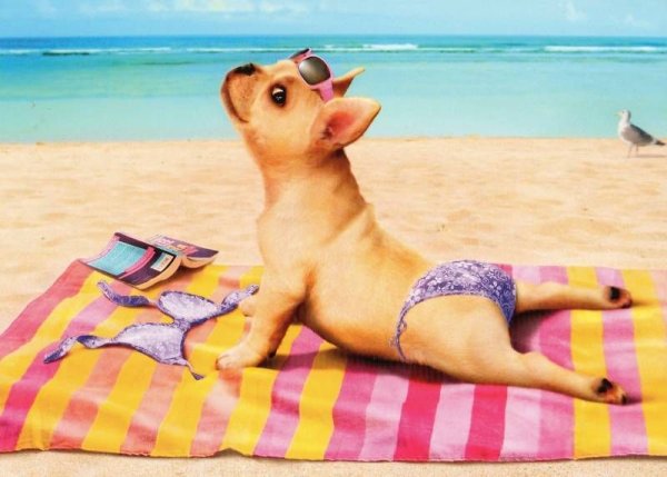 Собака в купальнике