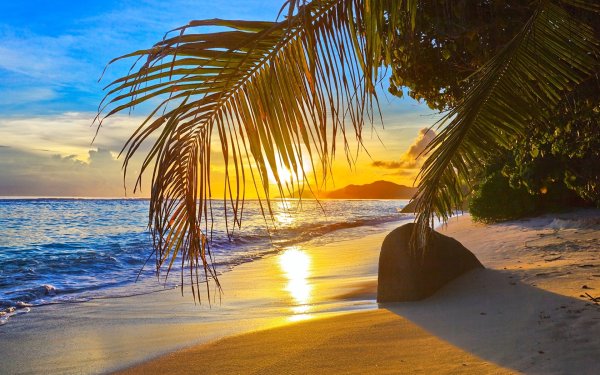 Пляж с пальмами