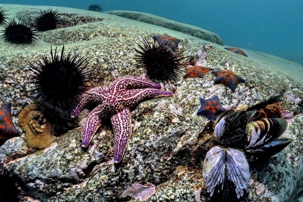 Дальневосточный морской заповедник морские Ежи