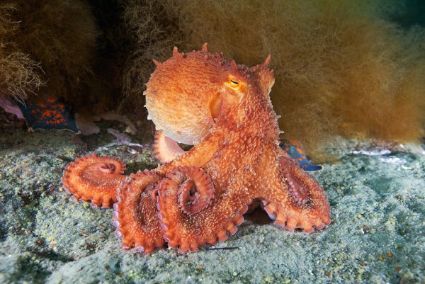 Гигантский осьминог японского моря