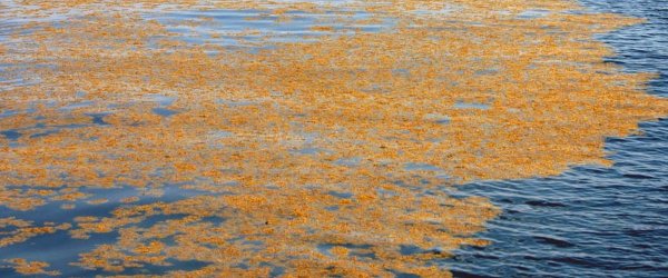 Атлантический океан Саргассово море