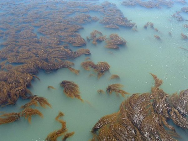 Саргассово море водоросли