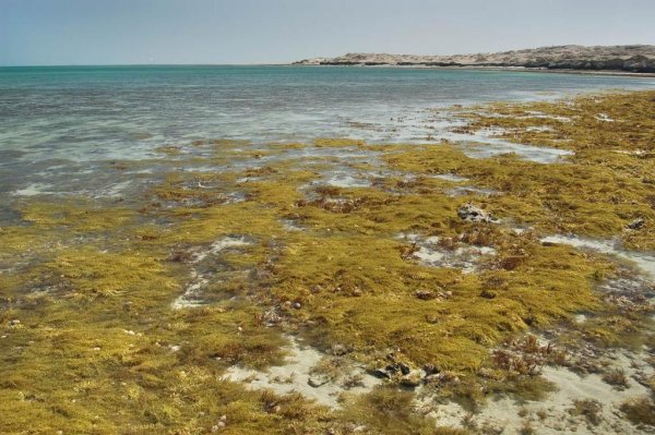 Саргассово море водоросли