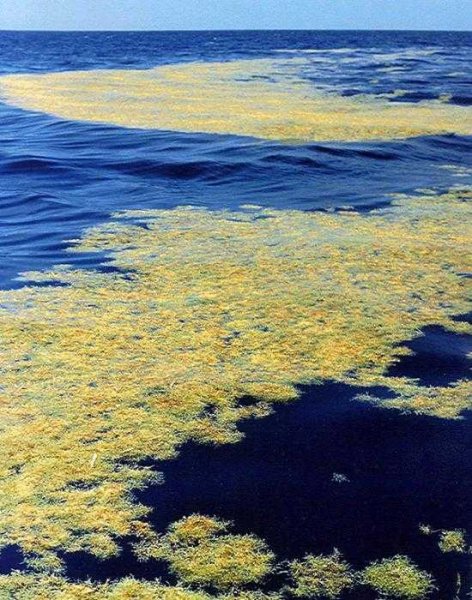 Саргассово море в океане