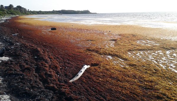 Саргассово море в океане