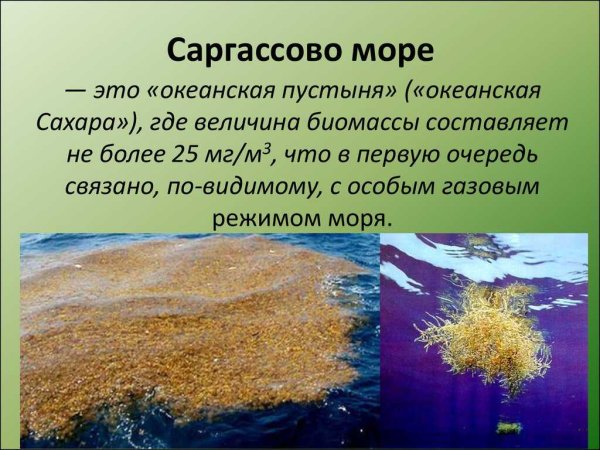 Атлантический океан Саргассово море