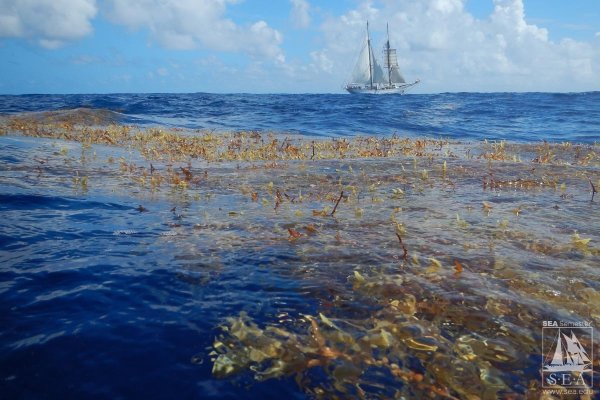 Саргассово море водоросли саргассум