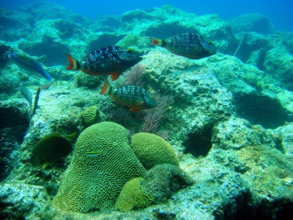 Подводный мир Саргассова моря