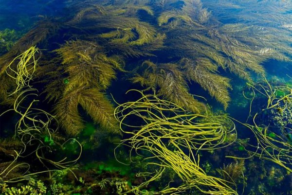 Саргассово море Северной Америки