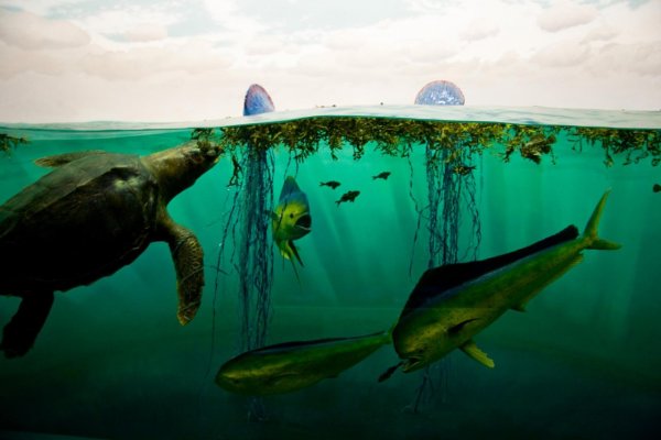 Саргассово море