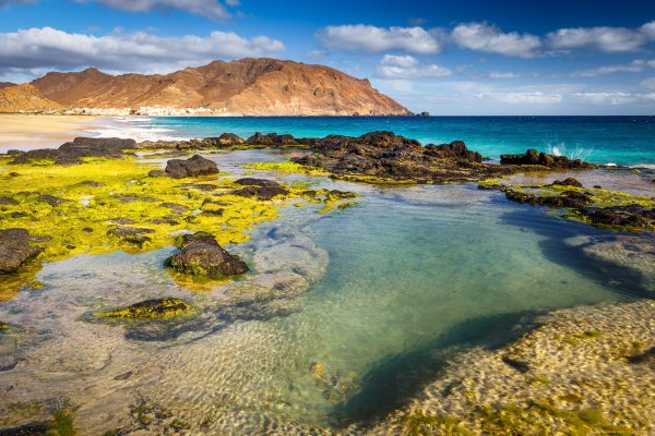 Саргассово море бурые водоросли