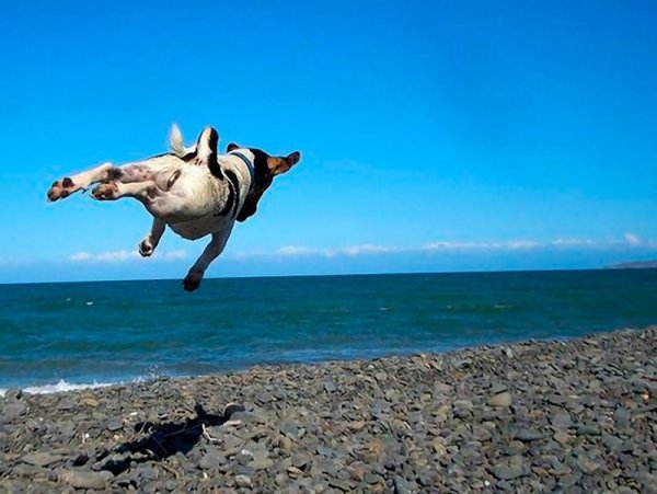 Собака бежит в море