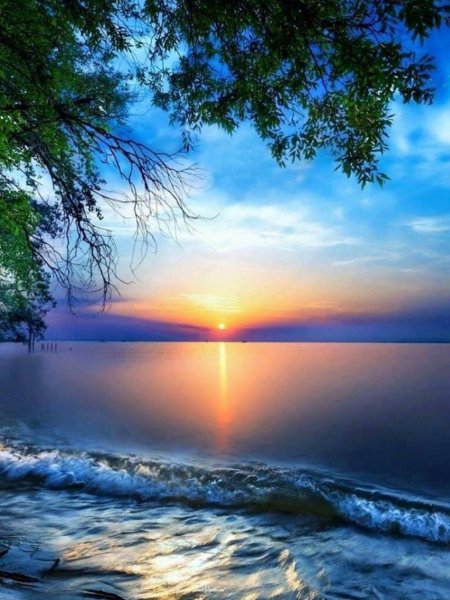 Утро море цветы