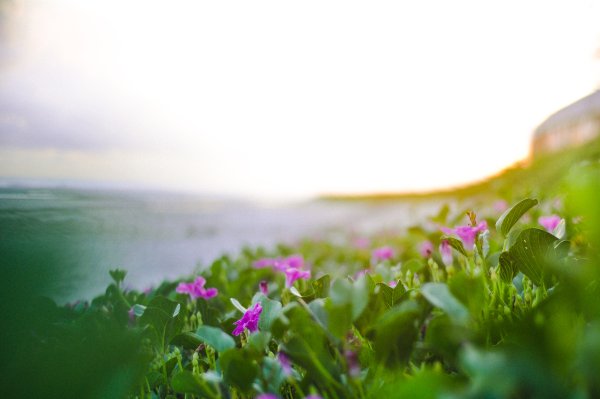 Мыс Фиолент маки