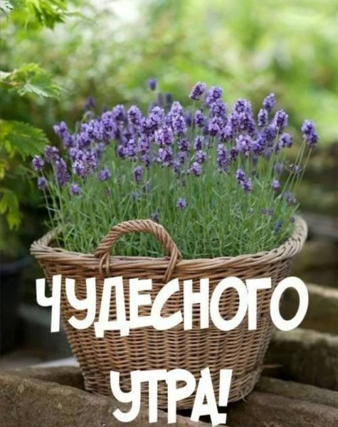 Нежного солнечного утра