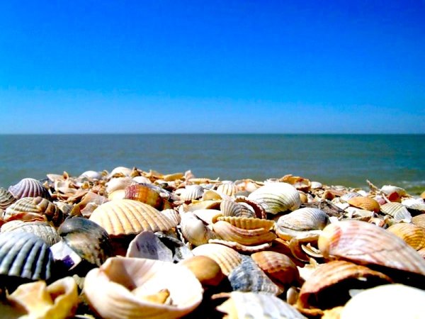 Должанская коса ракушечник