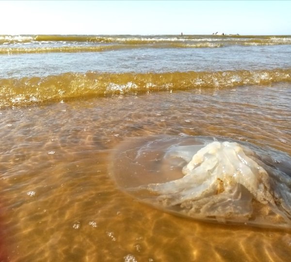 Ейск море 2022