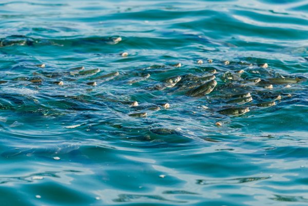 Рыба выглядывает из воды