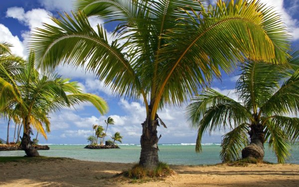 Камерунский пальмовый берег