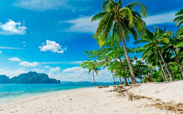 Пальмы и океан