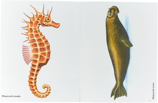 Морские животные для детей