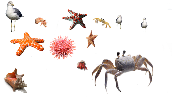 Подводные обитатели для детей